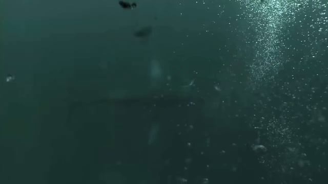 How Whales Change Climate