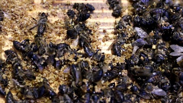 Почему осыпались пчёлы зимой. Клещ Варроа Varroa destructor смотреть онлайн