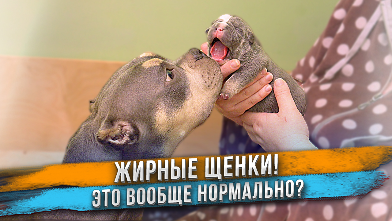 Что собака сделала со щенками? Мы такого еще не видели! смотреть онлайн