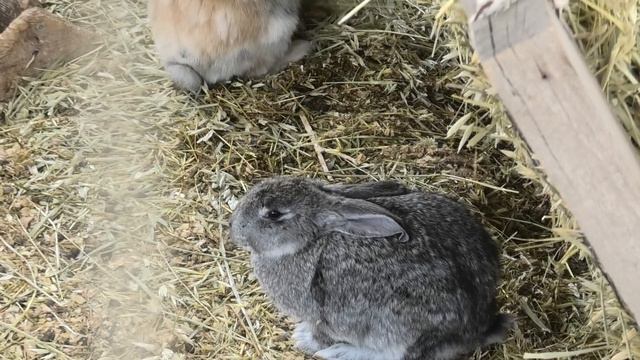 Новенькое у Белок, Кроликов, Милобразов, Сурикатов! New for Squirrels, Rabbits, Milobrazov, Meerkat смотреть онлайн