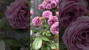 Kinda Blue Rose 2022 Spring