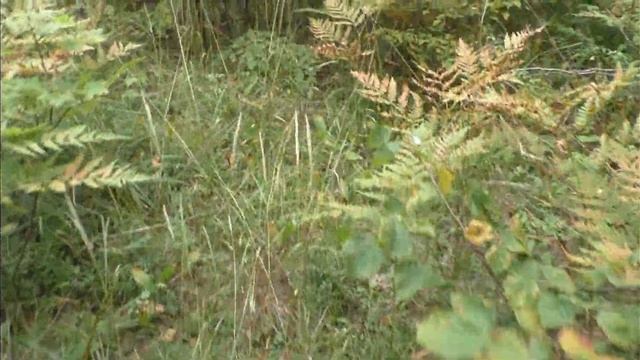 Поход в лес.Грибы.Часть 1/Camping.Part 1. Mushrooms. смотреть онлайн