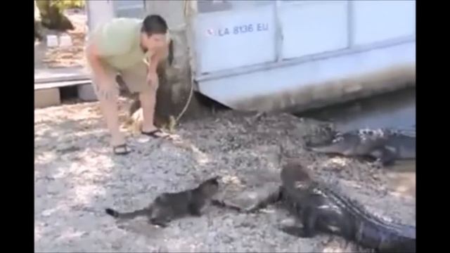 Alligators OWNED by Cats (Compilation) смотреть онлайн