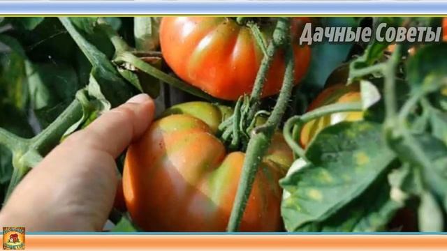 Дозаривание и хранение томатов. Что делать, если помидоры не успели созреть. Дачные хитрости смотреть онлайн