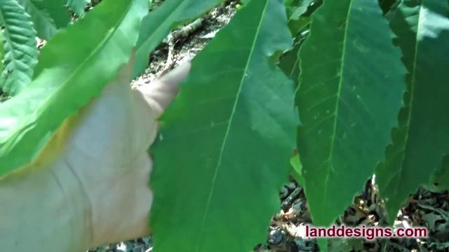 I Found an American Chestnut (Castanea dentata) Today смотреть онлайн
