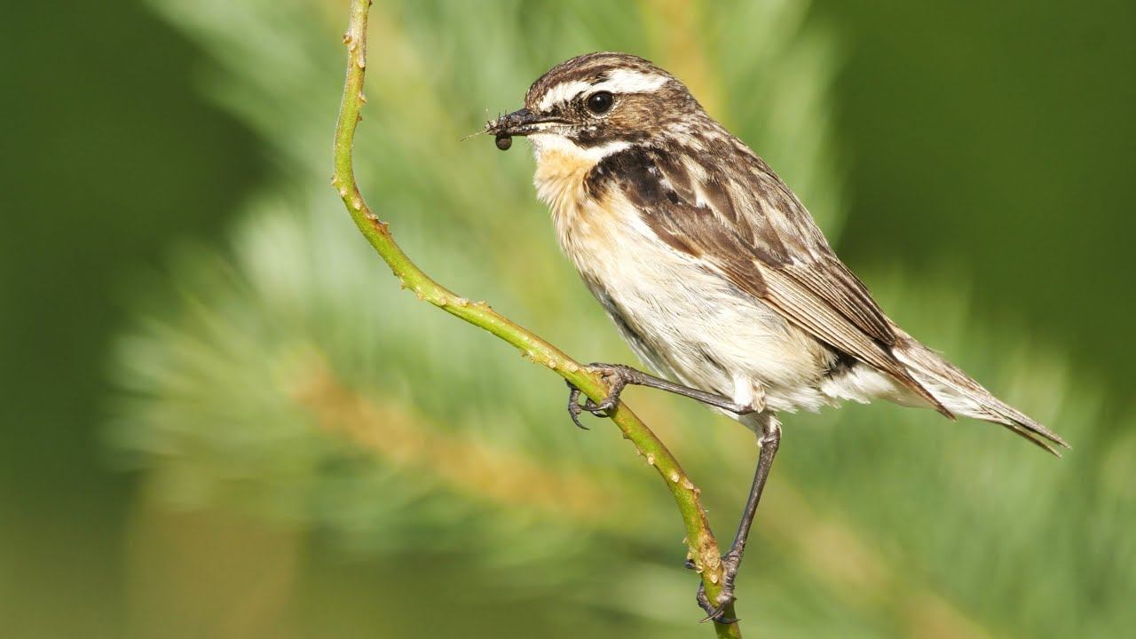 Луговой чекан с добычей | Film Studio Aves