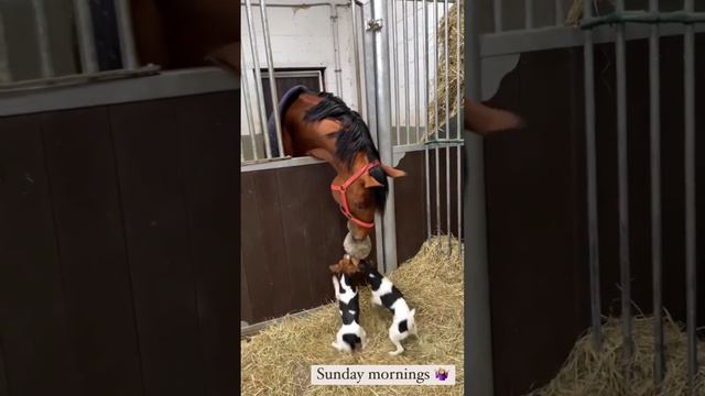 Лошадь играет с собаками 🏀 смотреть онлайн