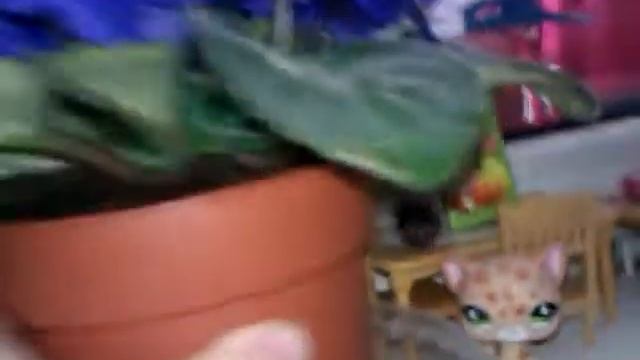 как ухаживать за фиалками смотреть онлайн