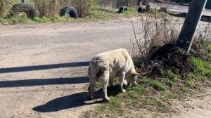 КОРМИТЕ БЕЗДОМНЫХ ДЕТОК. ВЕДЬМИНА ИЗБА ▶️ ИНГА ХОСРОЕВА.