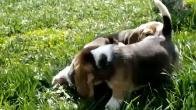 Щенки бигля. Помет J смотреть онлайн