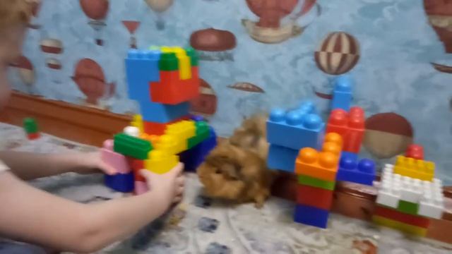 Уничтожение крипера и спасение морской свинки. смотреть онлайн