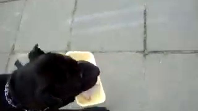 дрессировка шарпея (К) смотреть онлайн