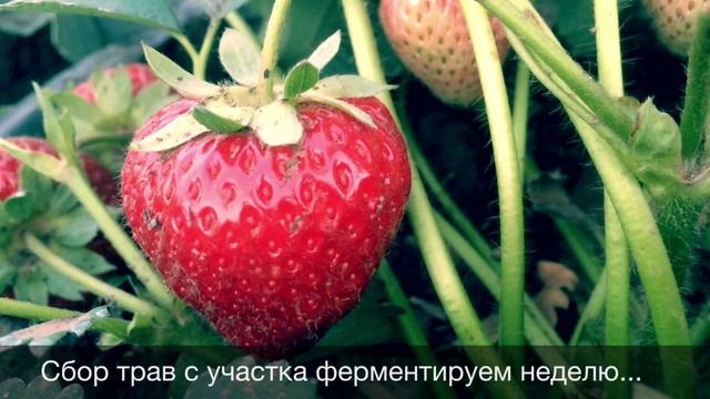 Выращивание органической клубники. Сорта АЛЬФА, ХОНЕЙ, ЧАМОРА ТУРУССИ смотреть онлайн
