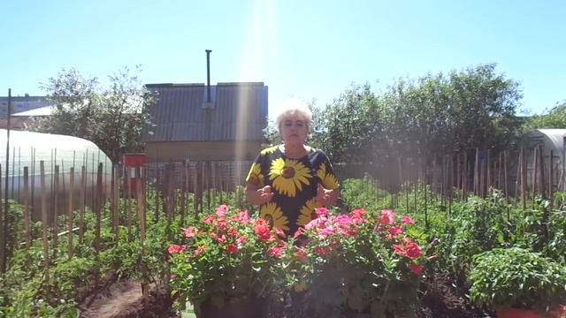 ФИТОФТОРА - 7. ОБРАБОТКА ТОМАТОВ СЫВОРОТКОЙ. Ольга Чернова. смотреть онлайн