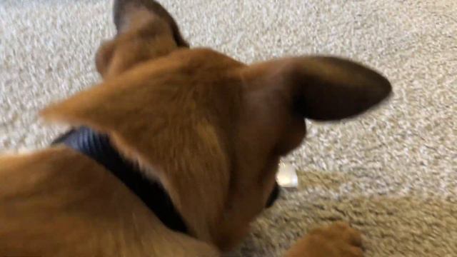 First week with my rescued puppy Henley! смотреть онлайн