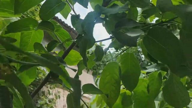 Цветение виргинской хурмы сорта Вандерфул смотреть онлайн