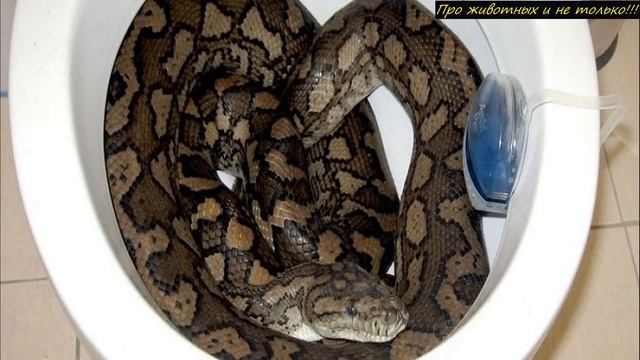 Открывая крышку унитаза, хозяин дома и не догадывался, кто там его поджидает! смотреть онлайн