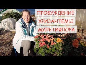 УХОД ЗА ХРИЗАНТЕМОЙ МУЛЬТИФЛОРА ВЕСНОЙ. ПОСЛЕ ЗИМЫ ВАЖНО НАПОИТЬ И ПОКОРМИТЬ ХРИЗАНТЕМЫ !
