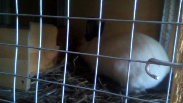 Калифорнийская крольчиха готовит гнездо смотреть онлайн