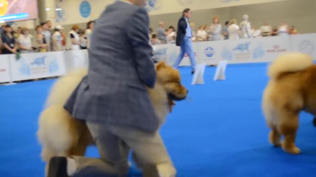 WDS-2016 CHOW CHOW MALES JUNIOR 1 смотреть онлайн
