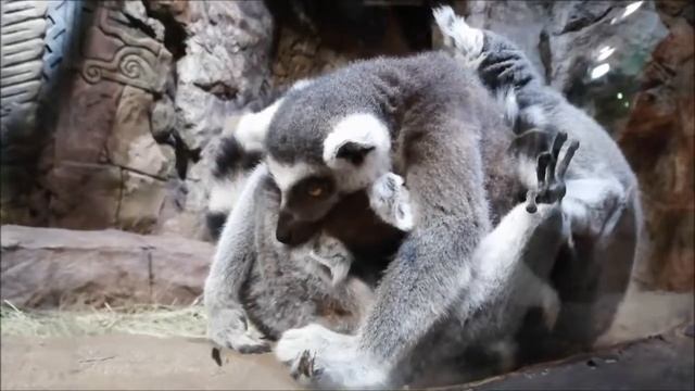 Воронежский океанариум. Всякие рыбы, животные и кормление акул смотреть онлайн