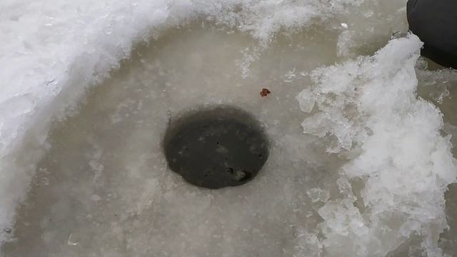 Зимняя рыбалка с палаткой. Густера. Река Волхов. смотреть онлайн