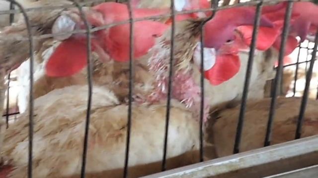 Factory Farming of Chickens in India смотреть онлайн
