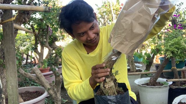 How to open newly grafted bougainvillea смотреть онлайн