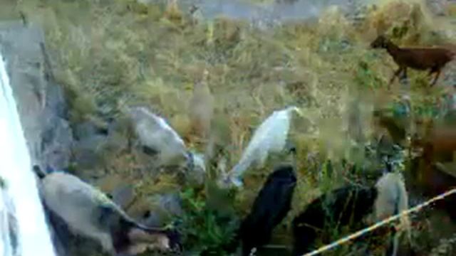 Козы на пастбище в горах Греции. смотреть онлайн