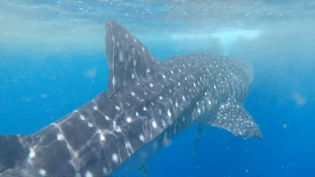 WHALE SHARK - Rhincodon Typus - The Biggest Shark Of The Sea!