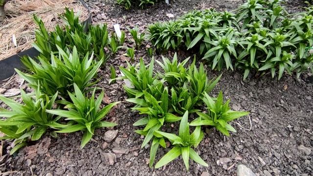 Лилии, подкормки и обработки ранней весной и в течении сезона?13-19.05 смотреть онлайн