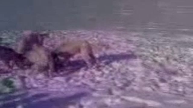 Притравка на волка смотреть онлайн