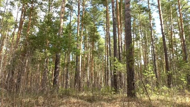 Божественное исцеление от холецистита  Для женщин  Сытин Г.Н.