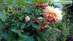 Пион древовидный: основы выращивания