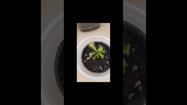 #short Drosera venusta alba❤️❤️❤️ смотреть онлайн