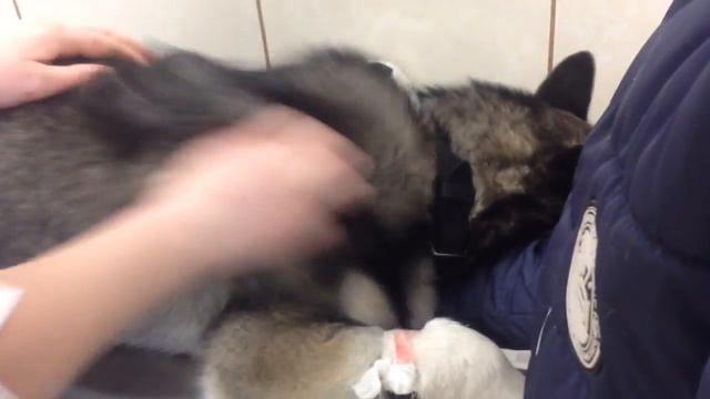 Ставим капельницу Орсису. И делаем 8 уколов в холку. смотреть онлайн