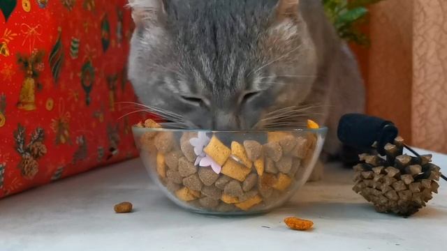 Кот ест сухой корм. The cat eats dry food смотреть онлайн