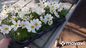 Космея Сенсация.Посадка,цветение растений.