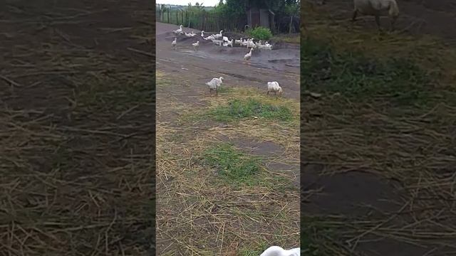 Гусята мамутики ? смотреть онлайн