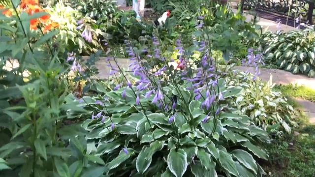 Летом на даче ( цветут гортензии, розы , лилии , спеют томаты ) смотреть онлайн