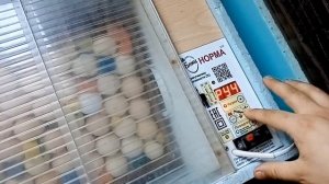 ИНКУБАЦИЯ БРОЙЛЕРА В ИНКУБАТОРЕ БЛИЦ НОРМА