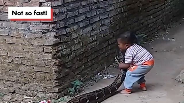 Toddler manhandles python outside his home смотреть онлайн