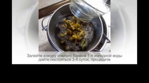 Удобрение из БАНАНОВОЙ КОЖУРЫ для комнатных растений, 5 рецептов, достоинства и недостатки