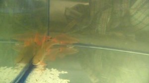 Разведение лабео. Часть 1