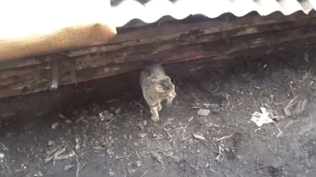 Гена! Фас! смотреть онлайн