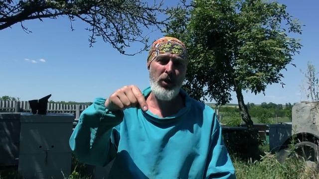 ВЫВОД ПЧЕЛИНЫХ МАТОК ПОЭТАПНО.