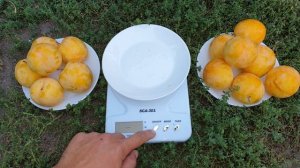 Слива  То Че Сан TC SUN* СЕЗОН 2020 год