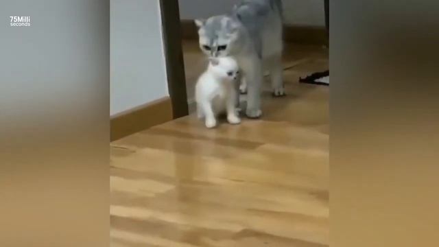 САМЫЕ ЛЮТЫЕ ПРИКОЛЫ, ЮМОР СМЕХ БЕЗ ГРАНИЦЫ "КОТ - боксёр" смотреть онлайн