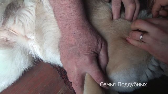 КАК вытащить КЛЕЩА из собаки с помощью ЗУБНОЙ НИТКИ СПАСЕНИЕ собаки смотреть онлайн