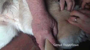 КАК вытащить КЛЕЩА из собаки с помощью ЗУБНОЙ НИТКИ СПАСЕНИЕ собаки